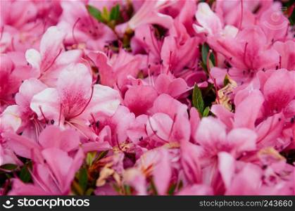 Flower background flower garden of Pink Rhododendron or Azalea blossom bush in spring time, Nagoya - Japan