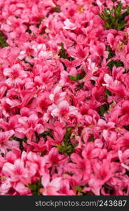 Flower background flower garden of Pink Rhododendron or Azalea blossom bush in spring time, Nagoya - Japan