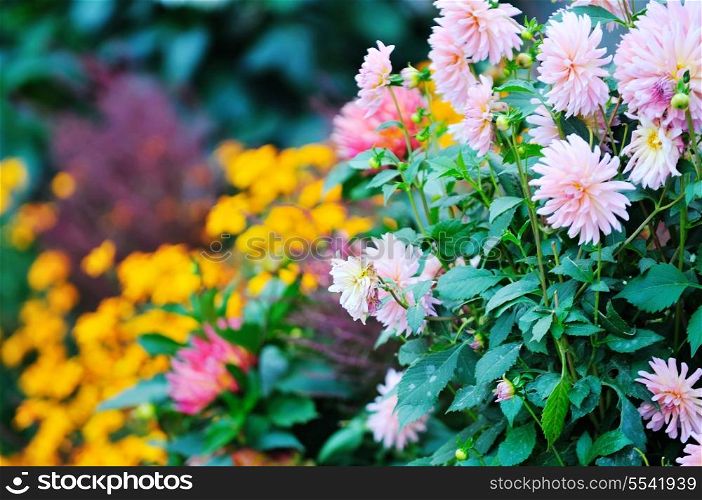 flower background in many colors outdoor in nature