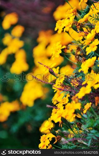 flower background in many colors outdoor in nature