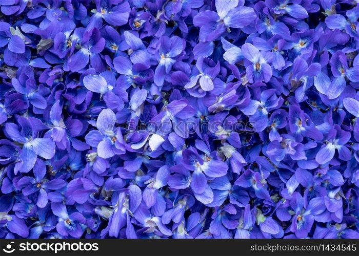 Flower Background - macro image of spring violet flowers