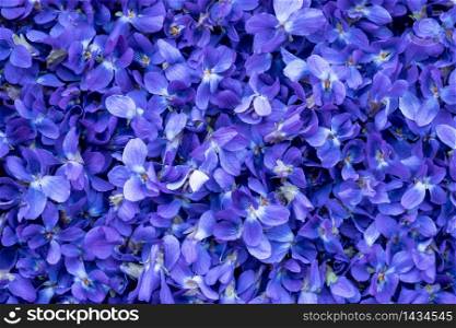 Flower Background - macro image of spring violet flowers