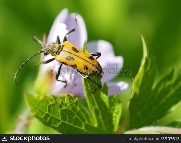 Flower barbel (Brachyta interrogationis) on a flower