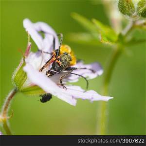 Flower barbel (Brachyta interrogationis) on a flower