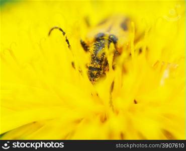 Flower barbel (Brachyta interrogationis) on a yellow flower