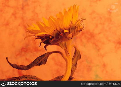 flower/beautiful/decoration/nature/celebrations Details