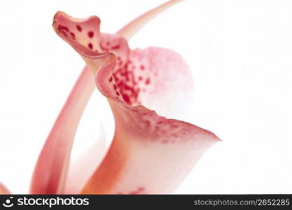 flower/beautiful/decoration/nature/celebrations Details