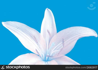 flower/beautiful/decoration/nature/celebrations Details