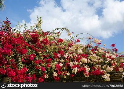 Flower beauty of colorful red and white garden flowers at Gran Canaria, Spain