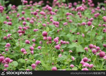 Flower bed as a background with many beautiful colorful flowers