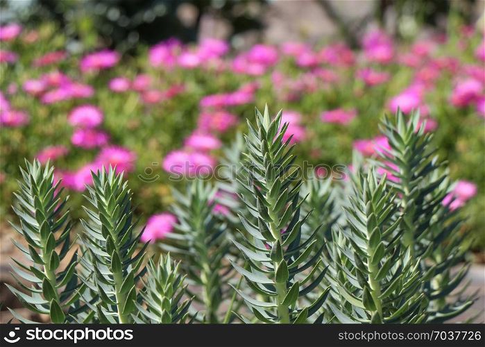 Flower bed as a background with many beautiful colorful flowers