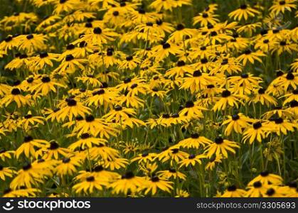 flower bed of beautiful yellow leucantheum in summer