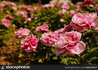 Flower bed of pink peony. Flower bed of blooming pink peony in the garden