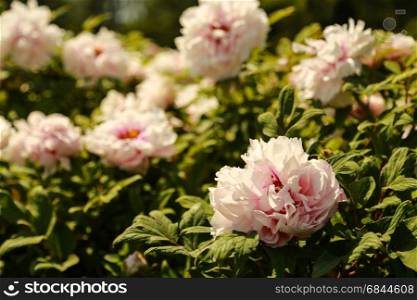 Flower bed of white peony. Flower bed of blooming white peony in the garden