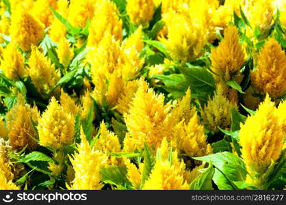 Flower bed on the bright summer day