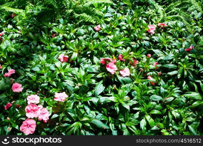 Flower bed on the bright summer day