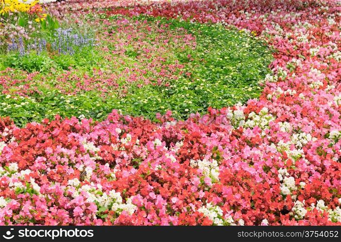 flower bed with bright summer flowers