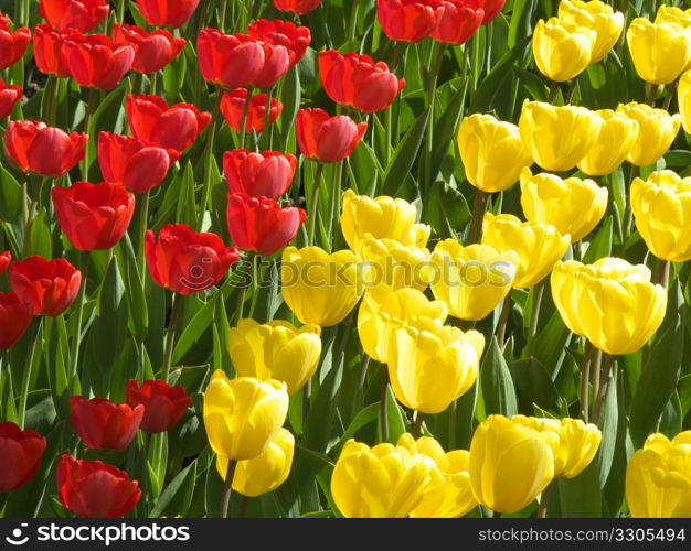 flower bed with many tulips in spring