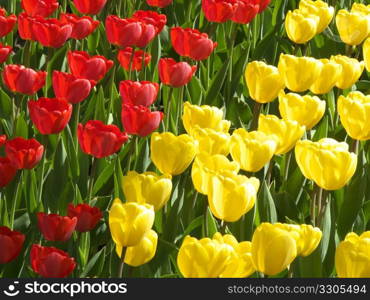 flower bed with many tulips in spring