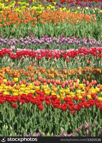 flower bed with many tulips in spring
