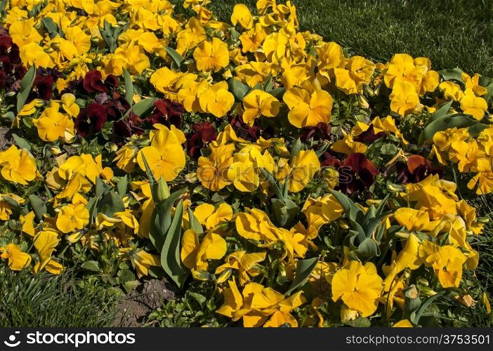 Flower bed with small yellow flowers closeup