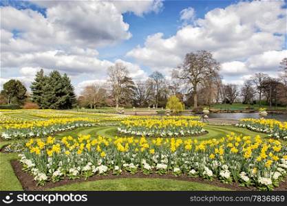 Flower beds with daffodils and primroses near small lake in the park