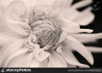 Flower, black and white photo