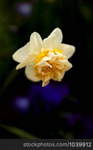 flower blossom of a daffodil in front of dark blurry background