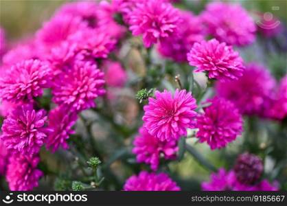 flower blossom on the garden, purple pink flowers in the garden Marguerite, Marguerite Michaelmas Daisy, Boston Daisy, Paris Daisy, Cobbity Daisy