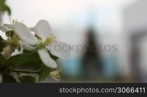 flower blossoming apple then slow focus on compressor station with engine, close-up