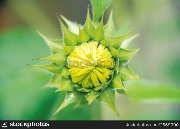Flower bud, close-up