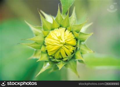 Flower bud, close-up