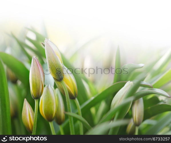 flower bud in green grass