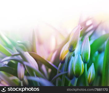 flower bud in green grass