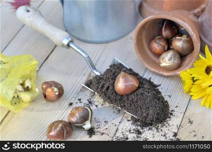 flower bulb on the dirt in a shovel on a wooden table