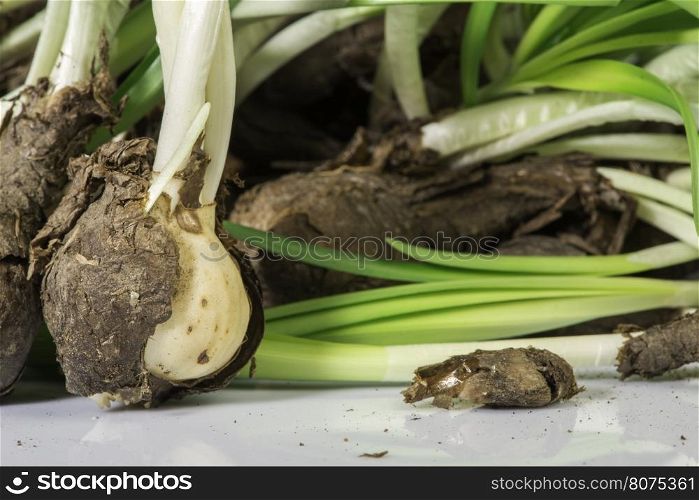 Flower Bulbs and green sprouts