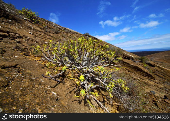flower bush timanfaya in los volcanes volcanic rock stone sky hill and summer lanzarote spain plant