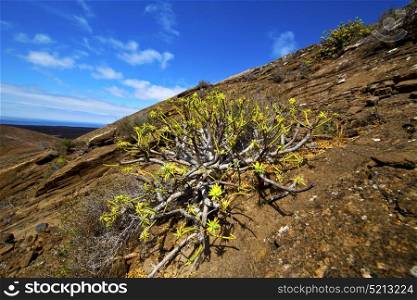 flower bush timanfaya in los volcanes volcanic rock stone sky hill and summer lanzarote spain plant