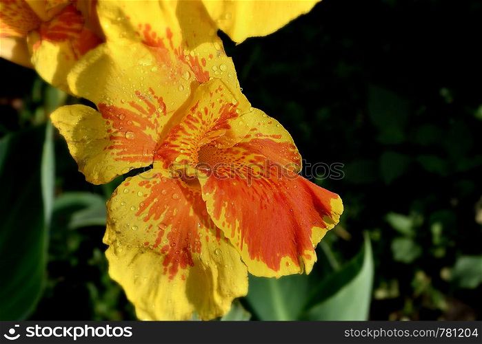 Flower canna yellow-red after the rain in the summer morning