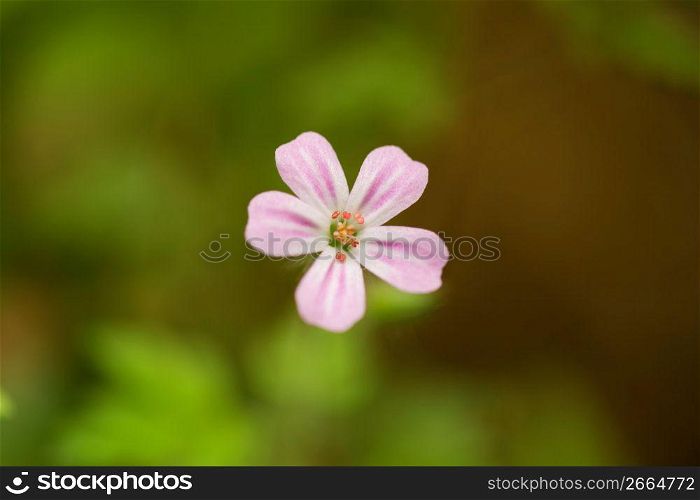 Flower, close-up