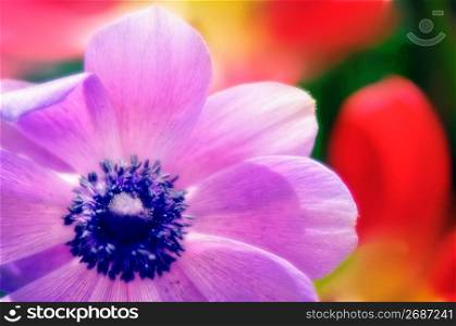 Flower, close-up