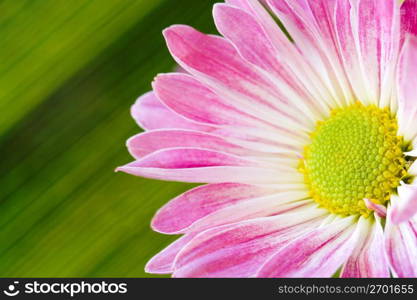 Flower, close-up