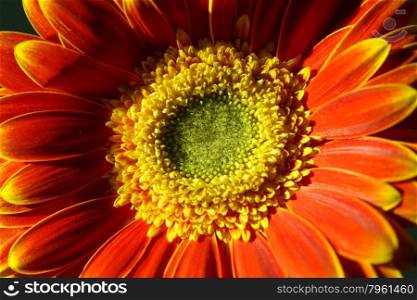 Flower close up, macro shooting, soft lighting