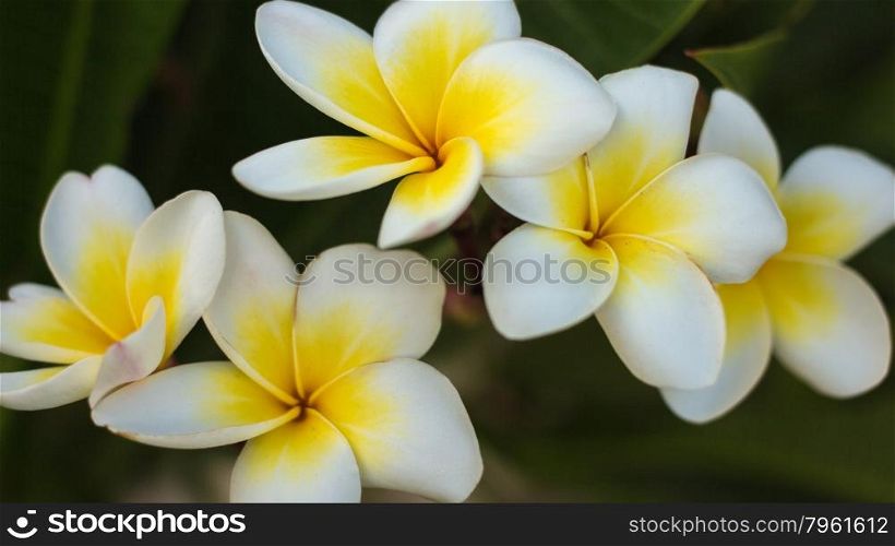 Flower close up, macro shooting, soft lighting