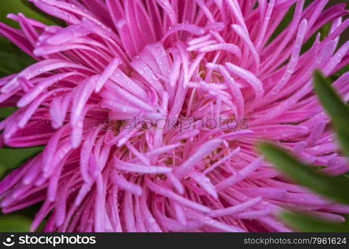 Flower close up, macro shooting, soft lighting