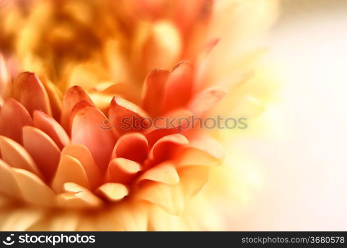 flower close-up. Shallow DOF