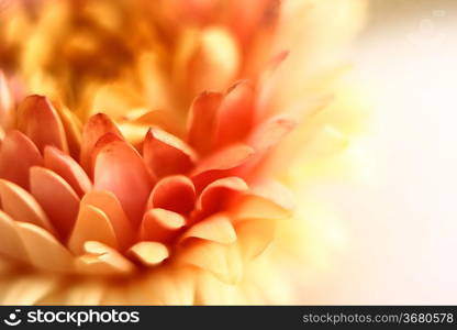 flower close-up. Shallow DOF