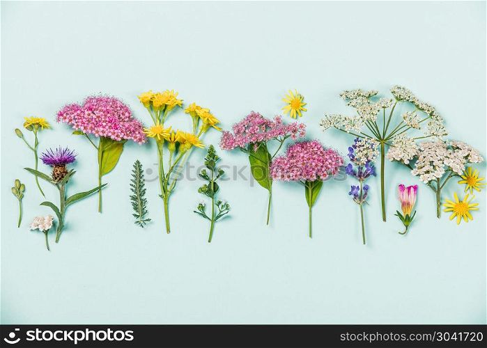 Flower composition: wild healing flowers on blue background. Flower composition on blue background