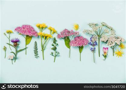 Flower composition: wild healing flowers on blue background. Flower composition on blue background