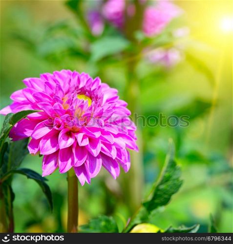 Flower dahlia illuminated by sunlight. Focus on a flower. Shallow depth of field